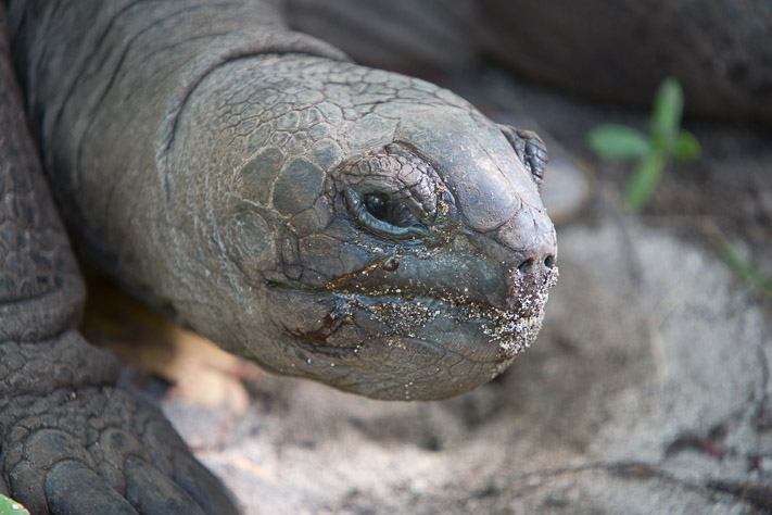 Galapagos tortois
