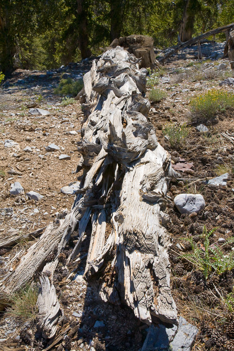 Bristlecone Pine Log