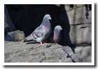 [pigeons.jpg]